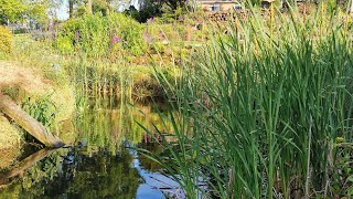 The Island - circular pond the pros \u0026 cons - natural pond with no liner