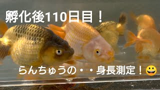 孵化後110日目のらんちゅう！身長測定！😊