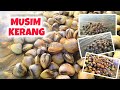 Seruuuuuu😃😃Kerang nya ngumpul di bawah pasir‼️sekali gali dapat 3 kerang