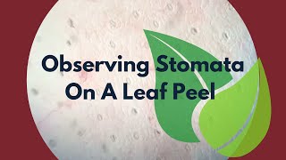 Observing Stomata on a peel of Leaf