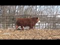 g9101 brink genetics 2020 fleckvieh simmental bull sale