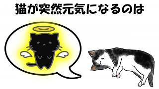 【最後の輝き】猫に関する雑学