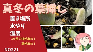 221【多肉植物】真冬の葉挿し🌱置き場所・水・温度🌵土実験：形紅葉結果発表・１２月の抜き苗・一か月後の現在