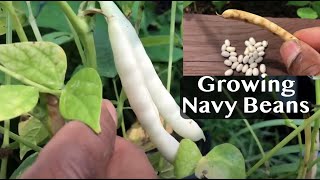 How to Grow Navy Beans for BEGINNERS (Step-by-Step Guide!)