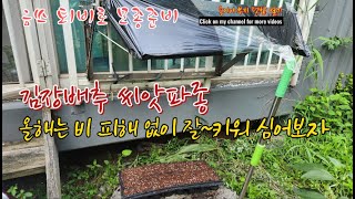 음쓰 퇴비를 이용한 김장배추 씨앗 파종 #한달 뒤 김장배추 심을 준비하세요