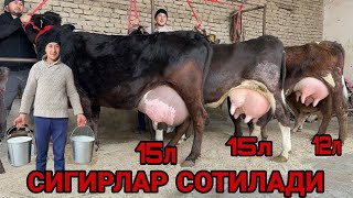 ФАХРИДИНДАН N 1 БОЛЛАРИ НОВВОС 3ТА СУТЛАРИ КУП СИГИРЛАР СОТИЛАДИ SOTILADIGON SIGIR 12 февраля 2025 г