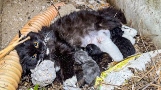 LTT Animal || From Near Collapse to Hope: Lost Mother Cat Found in Drain, Kittens Fight for Survival