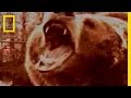 Survival Guide: Bear Attack | National Geographic