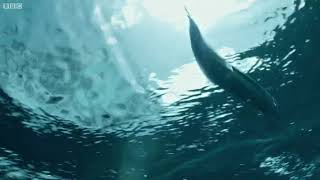 Flying Fish Picked Off From Above And Below | The Hunt | BBC Earth  2020