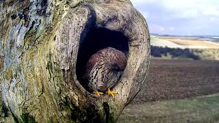 Lovely Footage of Kestrels Courting | Discover Wildlife | Robert E Fuller