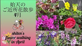 【2024年4月 始天のご近所花散歩】shiten's flower walking in April