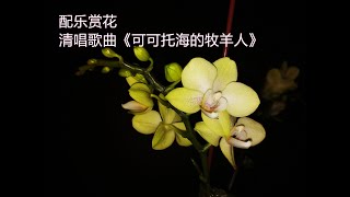 配乐赏花，我的清唱歌曲《可可托海的牧羊人》With music and flowers, my clear song \