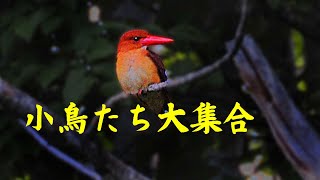 薬師池の野鳥三昧