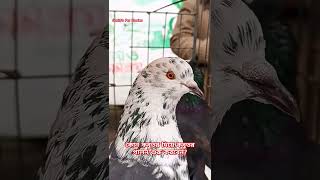 কোন কবুতর দিয়ে কবুতর পালা শুরু করবেন? #কবুতর #pigeon #kobutor #kabutar #পায়রা #birds #kabootar #pet