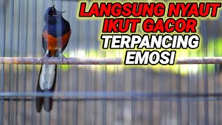 Seketika EMOSI langsung NYAUT dan ikut GACOR dengar murai batu nembak GACOR ini