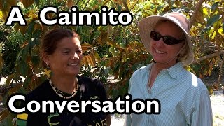 A Caimito (Star Apple) Conversation