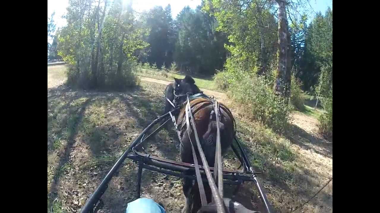 Tandem Driving Mini Horses In Cde Hazards Youtube