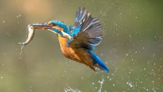 Kingfisher Head Shape: The Secret to Diving Into Water!!
