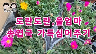 22.03.07 엄마랑 송엽국심기/모래요정 다육식물 (多肉植物) (たにくしょくぶつ) Korean Succulent