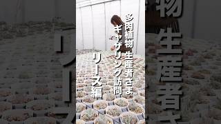 ★多肉植物生産者さまギャザリング訪問〜リース編〜