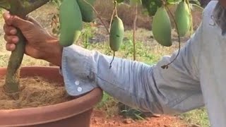 Tasty nam dog mai mango tree in pot   ചിട്ടിയിൽ കായ്ച നാം ഡോഗ് മൈ മാവ്