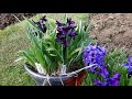 the hyacinth hyacinthus orientalis a hardy colorful and very fragrant flower bulb for usda 4 to 9