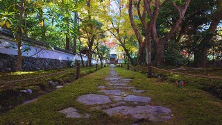 【京都紅葉】苔の絨毯　世界遺産　西芳寺（苔寺） で紅葉を満喫【2024年秋】