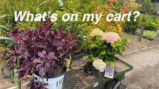 Dwarf Smokebush, Pumpkin Hypericum, Striped Hydrangea, \u0026 Honeysuckle Bush