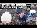 15 HST‼️penyemprotan pertama pada tanaman kacang hijau #alamdesaku #bangunhi