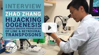 Zhao Zhang on Hijacking Oogenesis Enables Massive Propagation of LINE \u0026 Retroviral Transposons