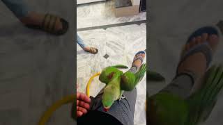 My Hand Tame Raw Parrot #needsupport #parrot #owncontent #bird #greenparrot #cute #rawparrot