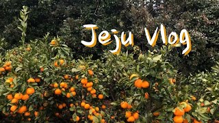 [졸바] Jeju Vlog l 제주 여행 브이로그 l 혼자 제주 4박5일 (리조트, 빛의벙커, 제주카페추천, 혼술)