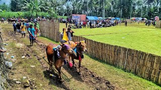 SUASANA KERAPAN SAPI TANGGUL JEMBER || BABAK PERTAMA