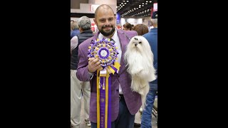 American Maltese Association Regional Specialty Orlando 2023 Part 2