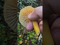 delicious wild mushrooms