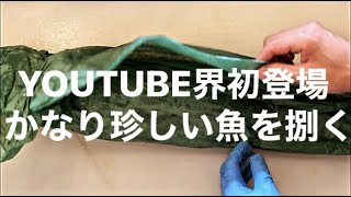 【知ってたら学者級】珍しい魚手に入ったので捌いて食べてみたらやばかった。How to handle fish.