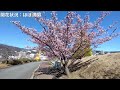 【熱海桜】静岡県熱海市の見頃の熱海桜です。【撮影日：2025年2月13日】