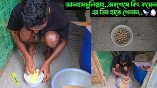 আলহামদুলিল্লাহ,, অবশেষে কিং কোয়েল এর ডিম হাতে পেলাম,,🐦🥚