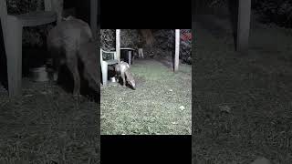 Cat Sits and Waits for Fox to Eat. Amazing