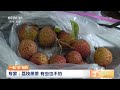 中国三农报道 一起“农”明白 专家：荔枝黑蒂 有虫也不怕 农业致富经 agriculture and farming