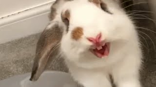 Man falls in love with bunny born by mistake