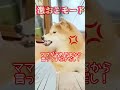 【恋 ren くん】お尻を触られるの嫌いなの！！ 柴犬 犬のいる暮らし 犬 癒し かわいい犬