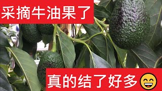 采摘牛油果了，真的结了好多-Avocado Harvest Season is Coming. A Lot of Fruits! Pick, Pick \u0026 Pick！😄😄😄