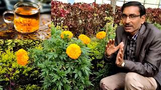 गेंदा उगाने के 5 शानदार फायदे जो आपको पता नहीं होगा /* Unique benefits of growing Marigold