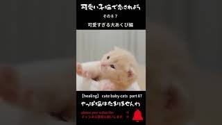 可愛い子猫で 癒されよう 87　可愛すぎる子猫の大あくび編　#shorts