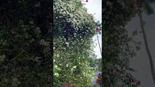 കേരളത്തിലെ ഏറ്റവും വലിയ ബോഗൻവില്ല ചെടി/LARGEST BOUGAINVILLEA PLANT IN KERALA/flowers reel/MANEESH