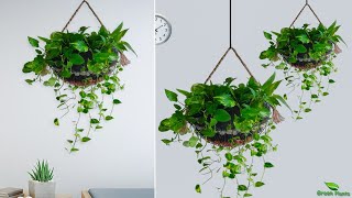 Make Your Home Rich with THESE Money Plant Hanging Decoration Ideas! Money Plant Ideas//GREEN PLANTS