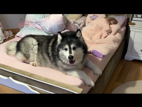 Nanna Niko Protects Little Sister While She Sleeps The Perfect Guard Dog