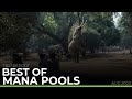 Best Of Mana Pools 2023 | TRIP REPORT