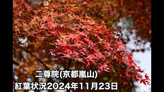 二尊院京都嵐山紅葉状況2024年11月23日